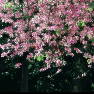 女人国产香樵久久精品
